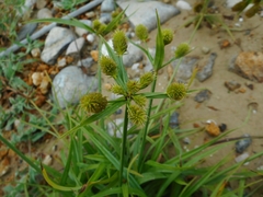 Cyperus