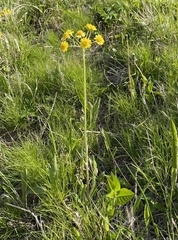 Tephroseris kirilowii