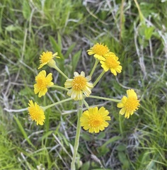 Tephroseris kirilowii