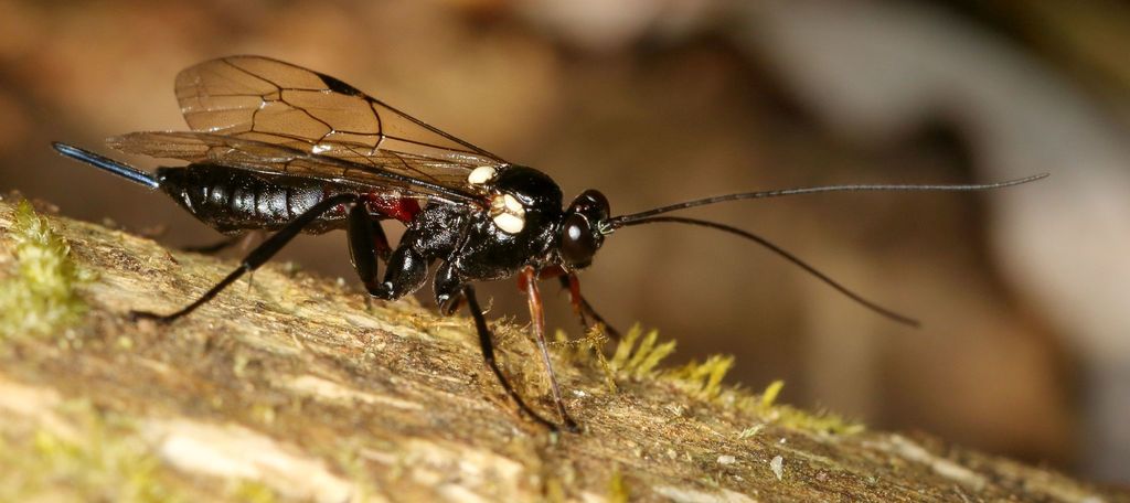 Pimpla meridionalis