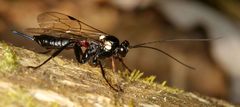 Pimpla meridionalis