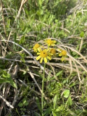 Tephroseris kirilowii