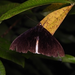 Lygniodes endoleucus