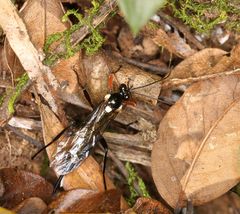 Pimpla meridionalis