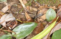 Pimpla meridionalis
