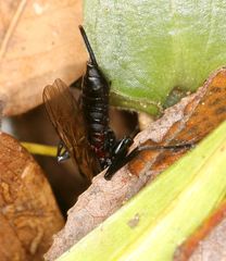 Pimpla meridionalis