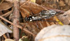 Pimpla meridionalis
