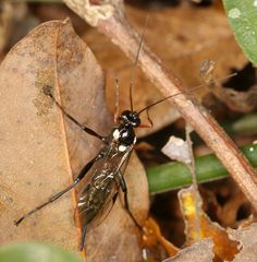 Pimpla meridionalis