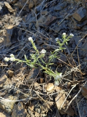 Cryptantha clevelandii