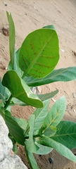 Calotropis procera image