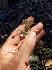Cryptantha clevelandii