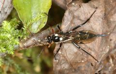 Pimpla meridionalis