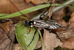 Pimpla meridionalis