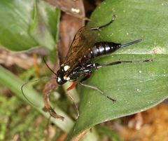 Pimpla meridionalis