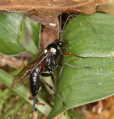 Pimpla meridionalis