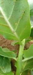 Calotropis procera image