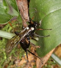 Pimpla meridionalis