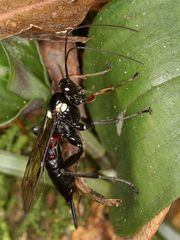 Pimpla meridionalis