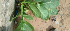 Calotropis procera