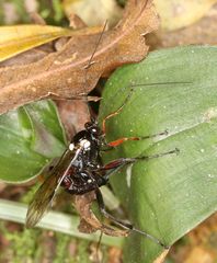 Pimpla meridionalis