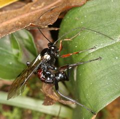 Pimpla meridionalis