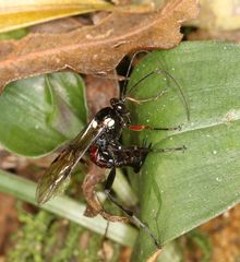 Pimpla meridionalis