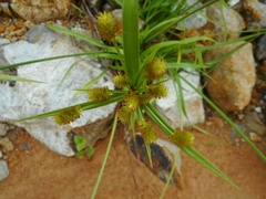 Cyperus