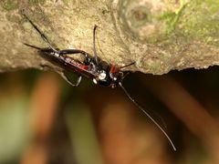 Pimpla meridionalis