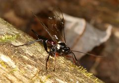 Pimpla meridionalis