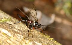 Pimpla meridionalis
