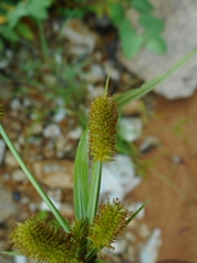 Cyperus