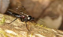 Pimpla meridionalis