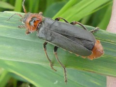 Cantharis annularis