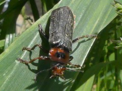Cantharis annularis