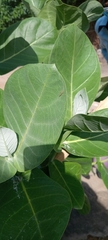 Calotropis procera