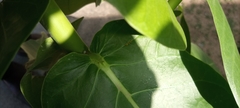 Calotropis procera