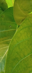 Calotropis procera