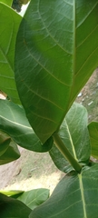 Calotropis procera