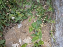 Boerhavia acutifolia