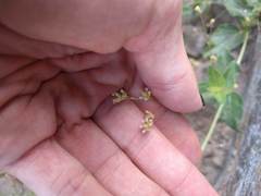 Boerhavia acutifolia