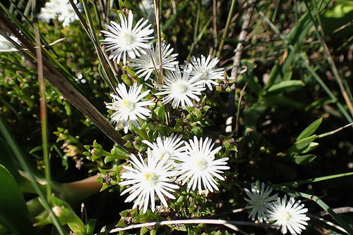 Image of Delosperma inconspicuum by no rights reserved