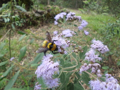 Bombus hortulanus