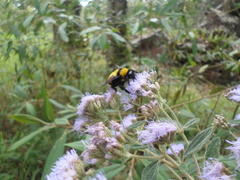 Bombus hortulanus