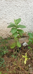 Calotropis procera