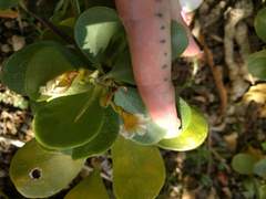 Scaevola coriacea