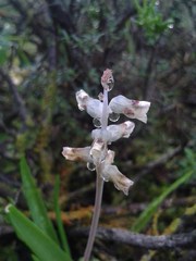 Lachenalia perryae