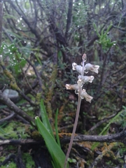 Lachenalia perryae