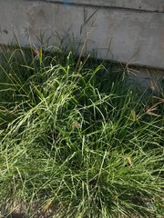 Dichanthium annulatum papillosum