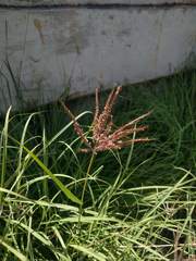 Dichanthium annulatum papillosum