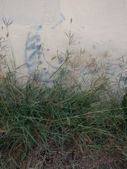 Dichanthium annulatum papillosum